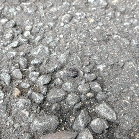 ダンゴムシの画像