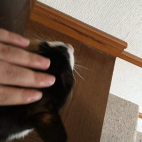 終了のお知らせと今日のさっちゃんの画像