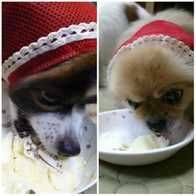 今日はてふの誕生日。ケーキでお祝いしたよ14歳になりました。#パピヨン #papil...の画像