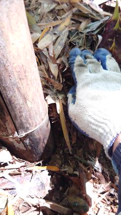 地元のツレの山で【タケノコ掘り】……。の記事動画