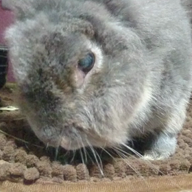 ハイジくんへりんごの画像