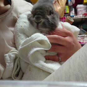 ハイジくんの強制給餌&動画の画像