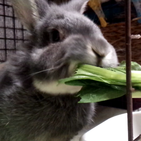 早食いです！の画像