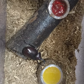 カブトくんのおもしろ行動(笑)の画像