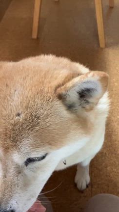 涼しくなってきました、今日は秋分の日の記事動画