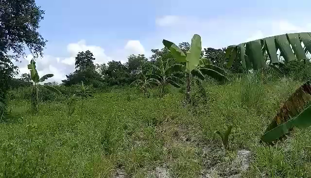 第二農園への植林が始まります！！の記事動画