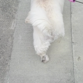 犬と人間の関係の画像