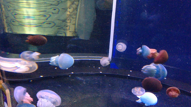 水族館で癒されての記事動画