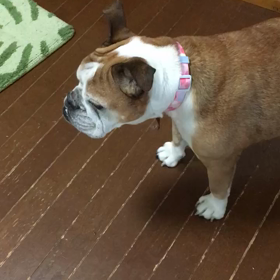 カミナリ怖いの画像
