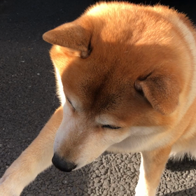 テンの唯一の❓❓❓の画像