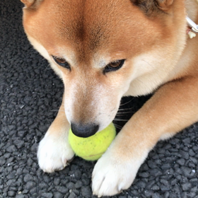 テンのテニスボールの画像