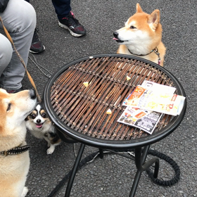 テン、ダン君、ヒナちゃん おやつ争奪戦の巻！！！の画像