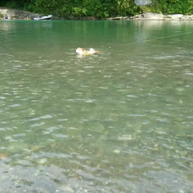 テンの犬かき？？？の画像