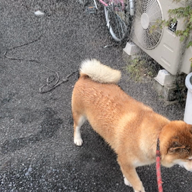 テン、水浴び❓の画像