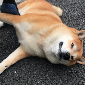 テンの寝食い！！！の画像