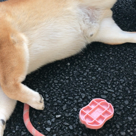 テン、トリミングの画像