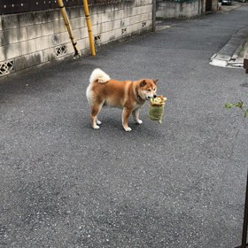 テンVSライオン丸の画像