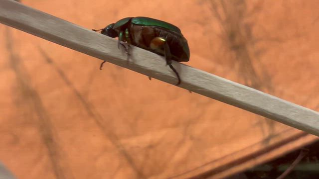 黄金虫ちゃん天国への記事動画
