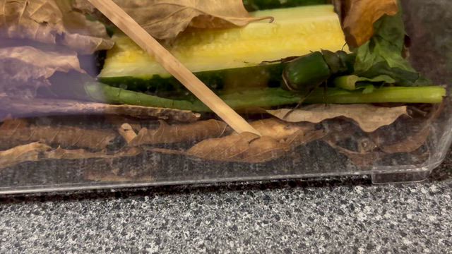 黄金虫ちゃん天国への記事動画