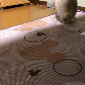 動画3連発〜の画像