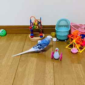 午後のハヤトの画像