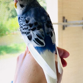 アヒル声の画像