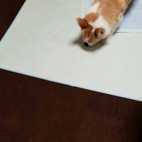 ちょっと進歩の画像