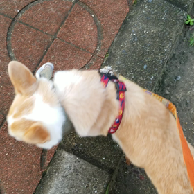 雨の止み間に。。。の画像