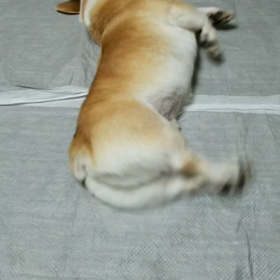夢見てるε=(ﾉ･∀･)ﾂの画像