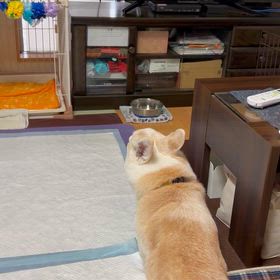 雨でも散歩に行きたがるの画像