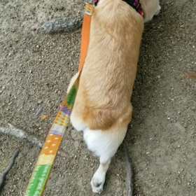 リハビリ散歩の画像