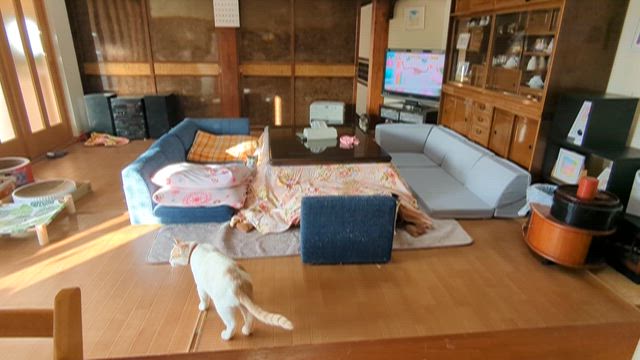 猫のテンションが上がる時は…の記事動画