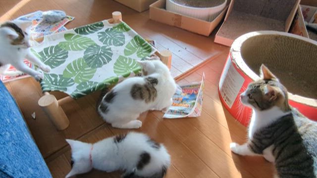 超久しぶりの猫ねこ日和(*´ω｀*)の記事動画