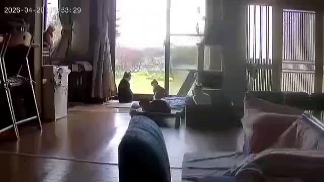 震度5弱！やっぱり大きいのが来たか(ー_ー)の記事動画