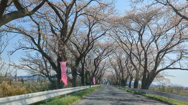 【桜】今年は見頃を逃してしまいましたの記事動画