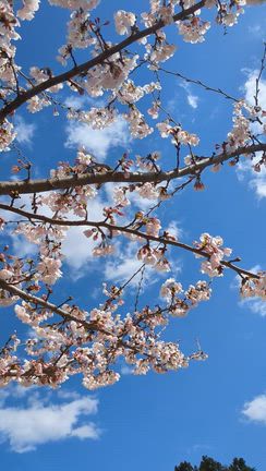 【桜】4/8 ソメイヨシノ満開の記事動画
