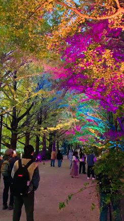 ライトアップを観に昭和記念公園への記事動画