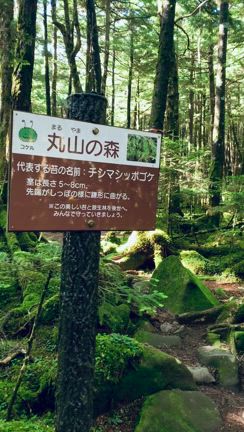 北八ヶ岳の苔の森への記事動画
