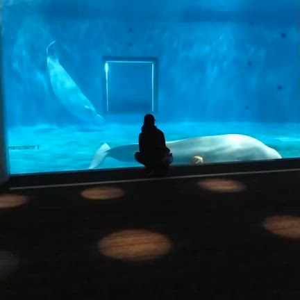シロイルカがドリブル自慢＠島根海洋館アクアスの記事動画