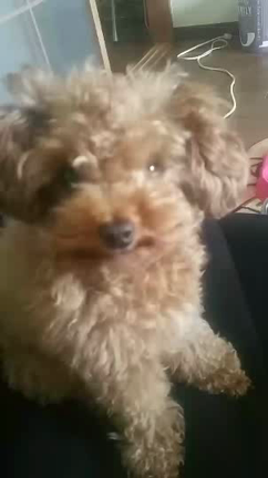 愛犬ちぃちゃん♡　⑤の記事動画