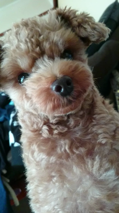 愛犬ちぃちゃん♡　⑤の記事動画