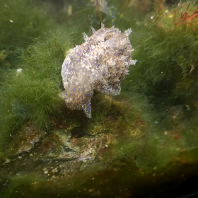 アメフラシの画像