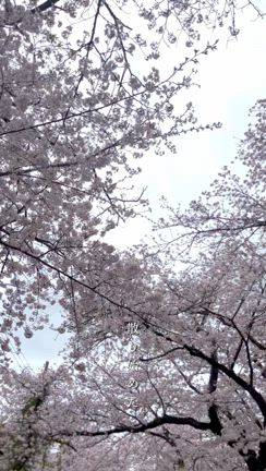 桜の記事動画