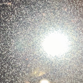 ゾウリムシの画像