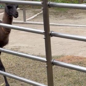 ラクダではなくラクダの仲間のラマの画像