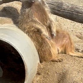 ミーアキャットの座り方可愛すぎの画像