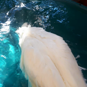 激カワ水遊び♡動画の画像