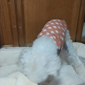 ほりほりの画像