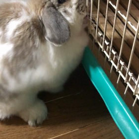 うさぎが「芸」⁈の画像