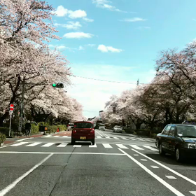 桜梅桃李の画像